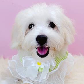 Maltipoo