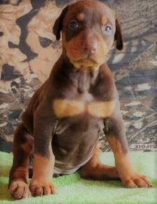 DD111 Doberman puppies