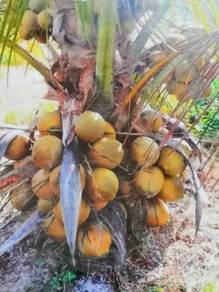 Benih kelapa macopuno/matagf2/pandan