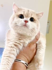 Blue Golden Shorthair