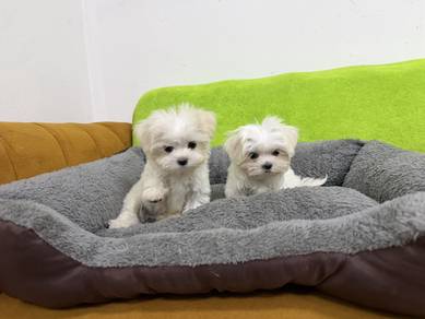 Maltese