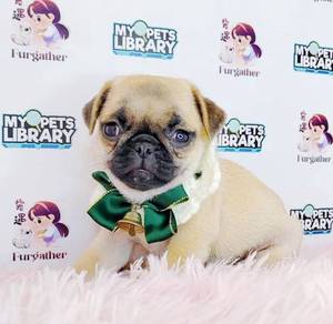 Pug