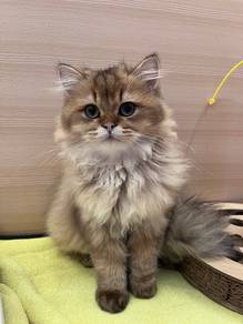 British Long Hair Golden Cat