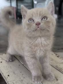 BSH Lilac
