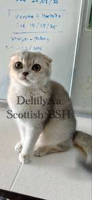scottish BSH
