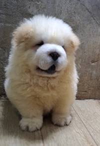 FLUFFY CHOW CHOW PUPPIES C325 🌻 Cream Available