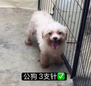 Maltese (Male & Female)