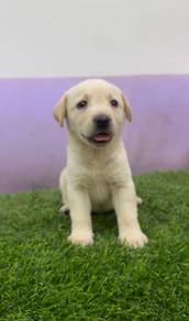 Labrador retriever cream mka