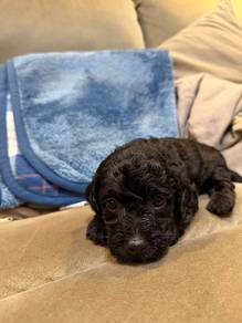 black color poodle 