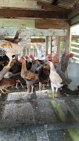 Ayam kampung ori