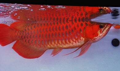 Arowana Blood red 20inch -wholesale price