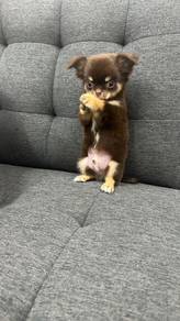 Pure Breed Choco Tan Chihuahua (Male) 长毛巧克力色吉娃娃