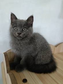 kitten