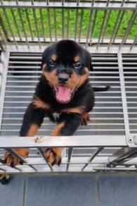 Rottweiler