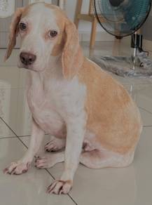 dog Free Adopt