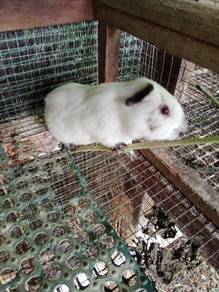 guinea pig/arbok california mix jntan