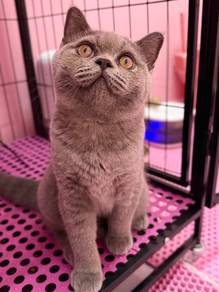 Bsh kitten 3bulan ++