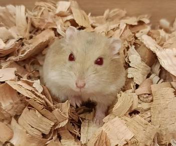 Hamster Winter Gold