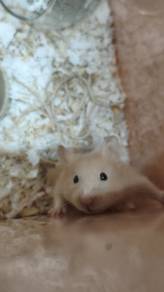 hamster syrian 
