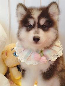 Husky