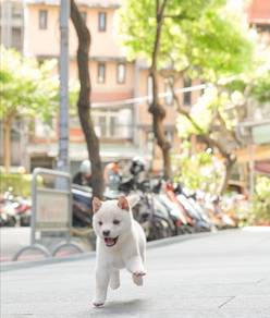 Shiba INu