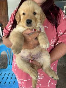 Golden retriever puppies 