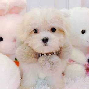 Maltese