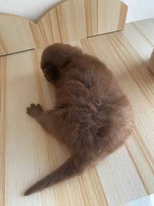 Bsh Purebred 