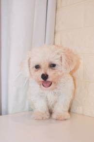 J0443 Poochon White Fluffy Curly Puppy