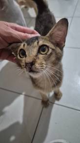 Free Adoption- Mett Ping 🐾