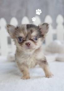 CHIHUAHUA PUPPIES VIP279🌷Head Apple Cute Dog