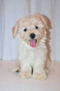 J0047 Maltichon Fluffy White Companion Dog