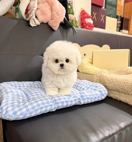 Mini Bichon -Girl 