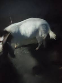 kambing kampung untuk Di jual