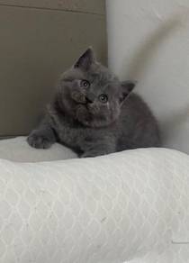 British Shorthair (BSH) Blue Kittens