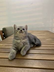 British Shorthair BSH Kitten