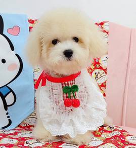 Maltipoo