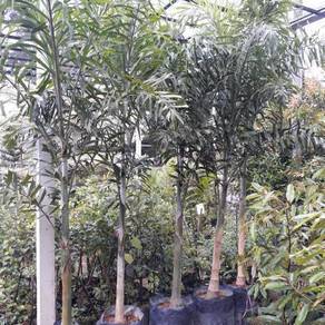 Pokok Fox Tail 8 kaki tinggi