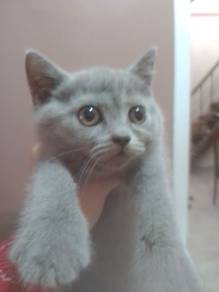 British shorthair