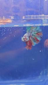 Multi Fancy Betta Fish Ikan Laga Halfmoon 
