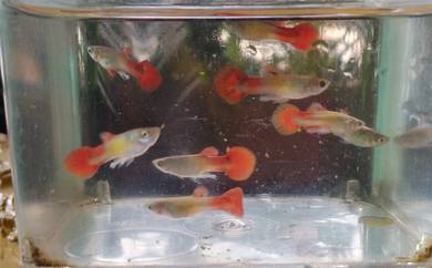 Red Dragon Guppy