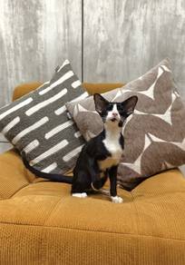 Oriental short hair cat
