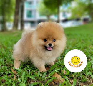 GGY33288 Tiny Pomeranian puppies