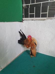 Ayam Serama Muda