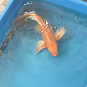 Beautiful 41cm Butterfly Koi Fish For Sale
