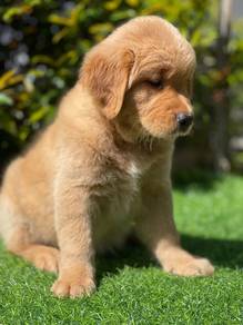 golden retriever