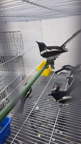Burung mk