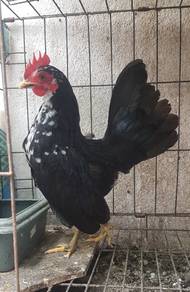 Ayam Serama 