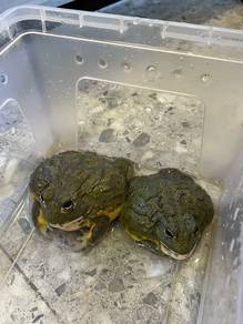 pixie frog