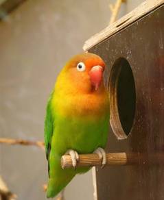 love bird for sale